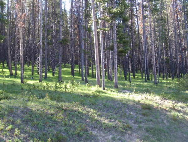 New Grass growing on a forest floor.